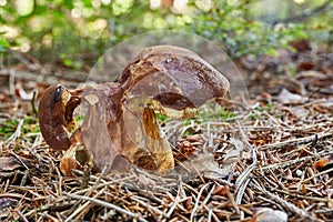 Imleria badia. Fungus in the natural environment.