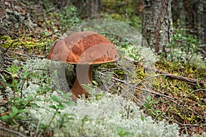 Imleria badia mushroom