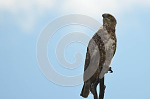 Imm brown snake eagle (Circaetus cinereus)