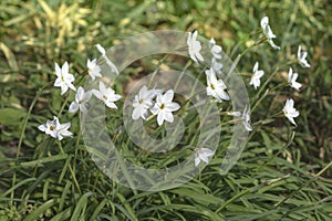 Immaculate white flower Hananilla in the garden of Shibusawa Mus