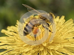 Immagine ravvicinata di unÃ¢â¬â¢ape al lavoro su fiore di tarassaco durante la raccolta del polline