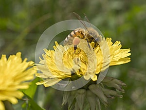 Immagine ravvicinata di unâ€™ape al lavoro su fiore di tarassaco durante la raccolta del polline