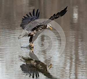 Immature American Bald Eagle catching a fish