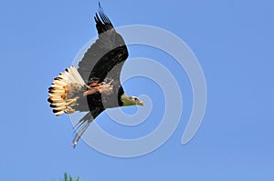 Immature American Bald Eagle in Flight photo