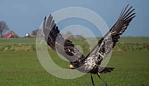 Immature American bald eagle in mid flight