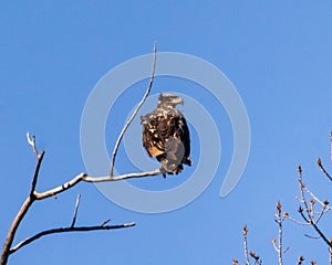 Immature American Bald Eagle sitting atop a Cottonwood tree