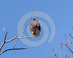 Immature American Bald Eagle sitting atop a Cottonwood tree