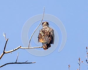 Immature American Bald Eagle sitting atop a Cottonwood tree