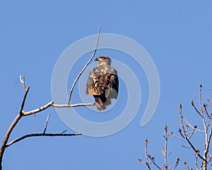 Immature American Bald Eagle sitting atop a Cottonwood tree