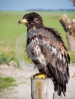 Immature American bald eagle sitting on a pole