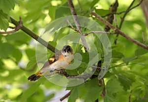 Immature American Redstart Bird in Tree