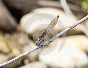Immature American Rubyspot Damselfy Hetaerina americana Perched on a Thin Branch in Northern Colorado