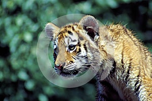 Immature Amur Tiger    32936