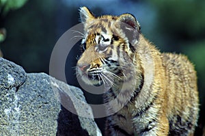 Immature Amur Tiger    32939