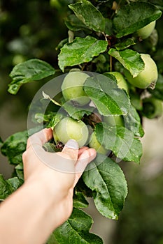 Immature apples are examined