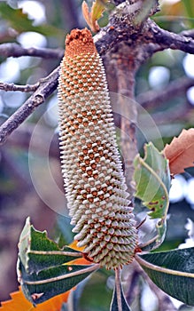 Immature Australian Banksia flower