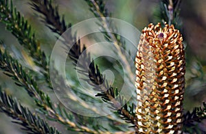 Immature Australian native Banksia ericifolia inflorescence