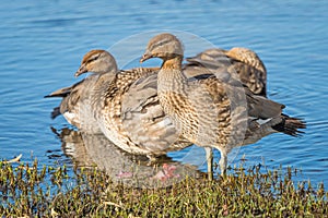 Immature Australian Wood Duck