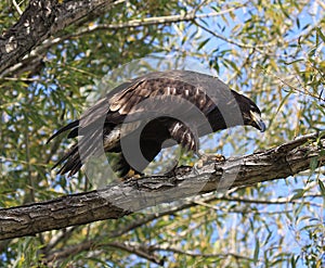 Immature Bald Eagle