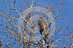 Immature Bald Eagle