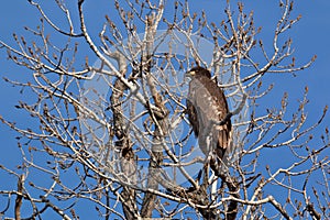 Immature Bald Eagle