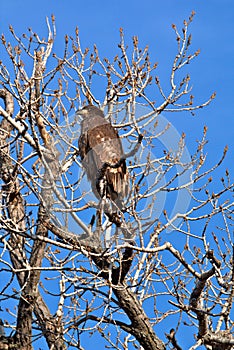 Immature Bald Eagle