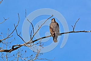 Immature Bald Eagle