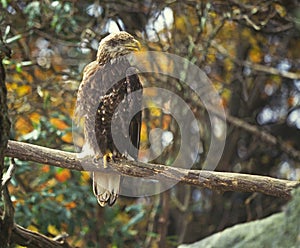 Immature bald eagle