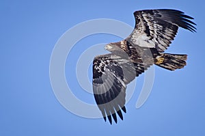 Immature Bald Eagle