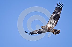 Immature Bald Eagle