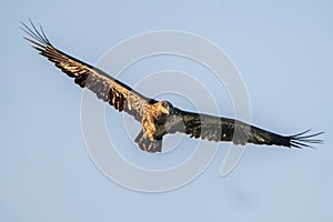 Immature Bald Eagle