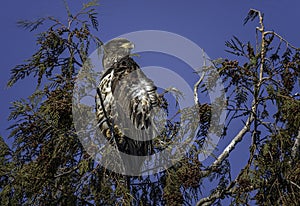 Immature Bald Eagle