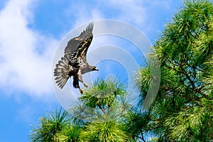 Immature Bald Eagle Approaching Nest Tree