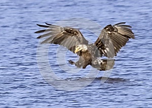 Immature Bald Eagle descending on a fish