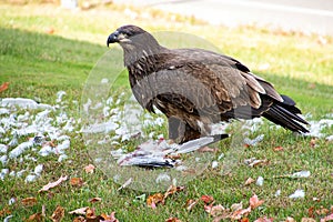 Bald eagle with dead seagull
