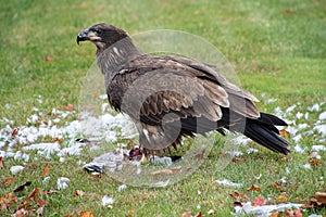 Young bald eagle feeding on seagull