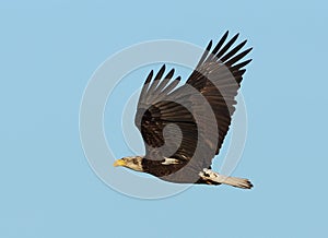 Immature Bald Eagle in flight