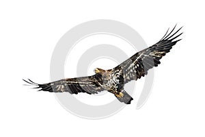 An Immature Bald Eagle Floats in the Sky