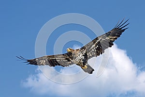 An Immature Bald Eagle Floats in the Sky