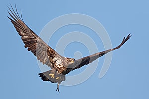 Immature Bald Eagle Flying With a Fish