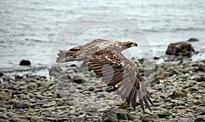 Immature bald eagle flying low with outstretched wings in coastal Alaska USA