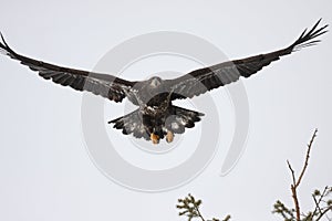 Immature Bald Eagle photo