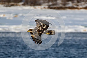 Immature Bald Eagle Flying Over River