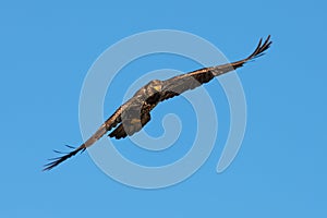 Immature bald eagle flying with wings level and looking down