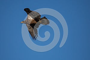 Immature Bald Eagle Haliaeetus leucocephalus flying in a blue sky in Northern Wisconsin