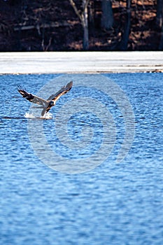 Immature bald eagle Haliaeetus leucocephalus grabbing a fish on Lake Wausau, Wausau, Wisconsin  in April