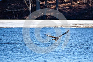 Immature bald eagle Haliaeetus leucocephalus grabbing a fish on Lake Wausau, Wausau, Wisconsin  in April