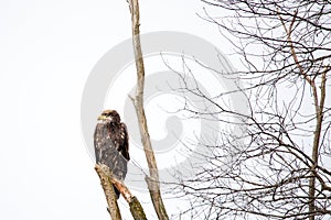Immature Bald Eagle Haliaeetus leucocephalus perched on branch in central Wisconsin