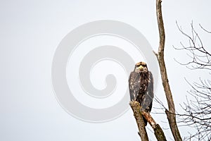 Immature Bald Eagle Haliaeetus leucocephalus perched on branch in central Wisconsin