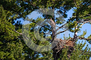 Immature bald eagle Haliaeetus leucocephalus perching in a pine tree above the nest in northern Wisconsin